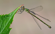 Western Willow Spreadwing (Female, Lestes viridis)